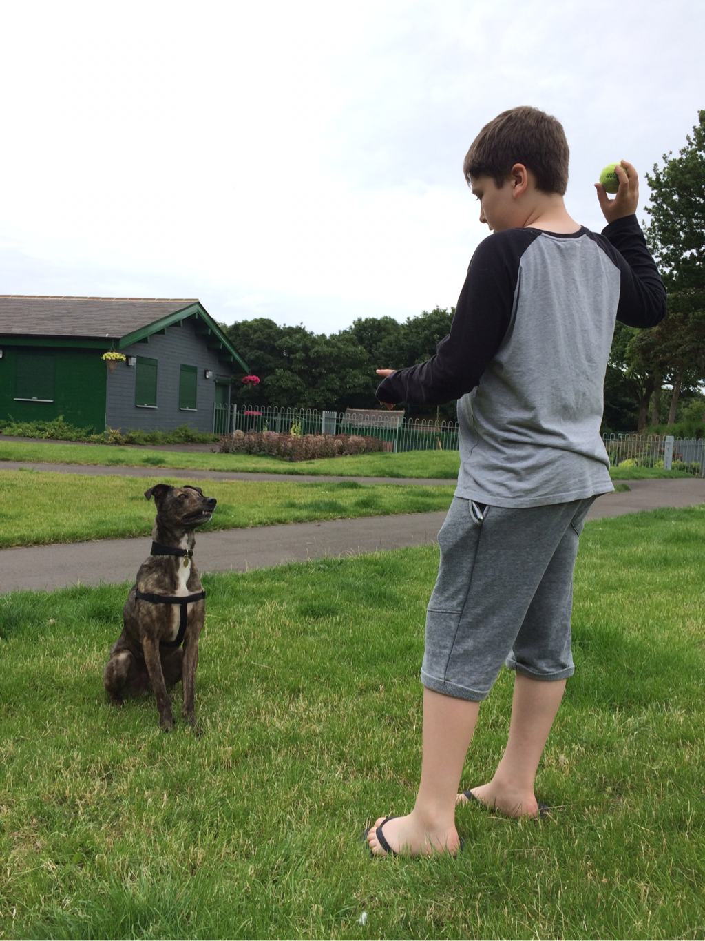 My dog, Buzz with my youngest son Albie.