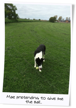 Dog Walking in Monkseaton