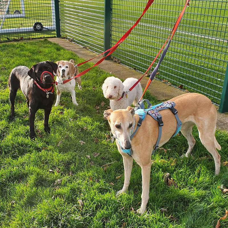 A labrador, a Beagle, a Bedlington Terrier and and a Greyhound we walk.