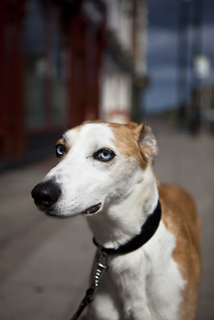 The North Shields dog walker dog blog