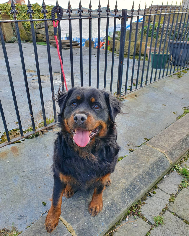 A Rottweiler in North Shields.