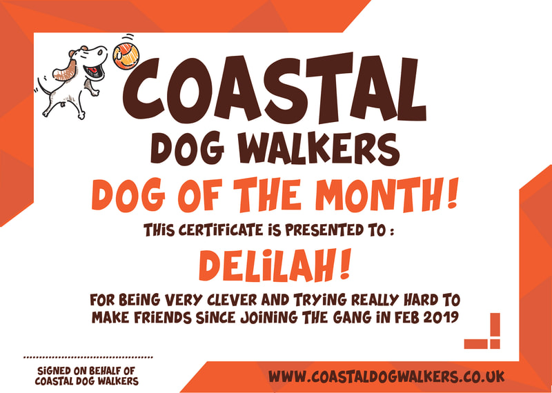 Coastal Dog Walkers, a North Shields Dog Walker.