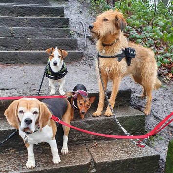 Group dog walking in North Shields
