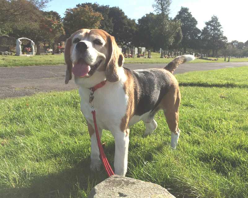 Jacob the Beagle being walked in Preston Cemetery.