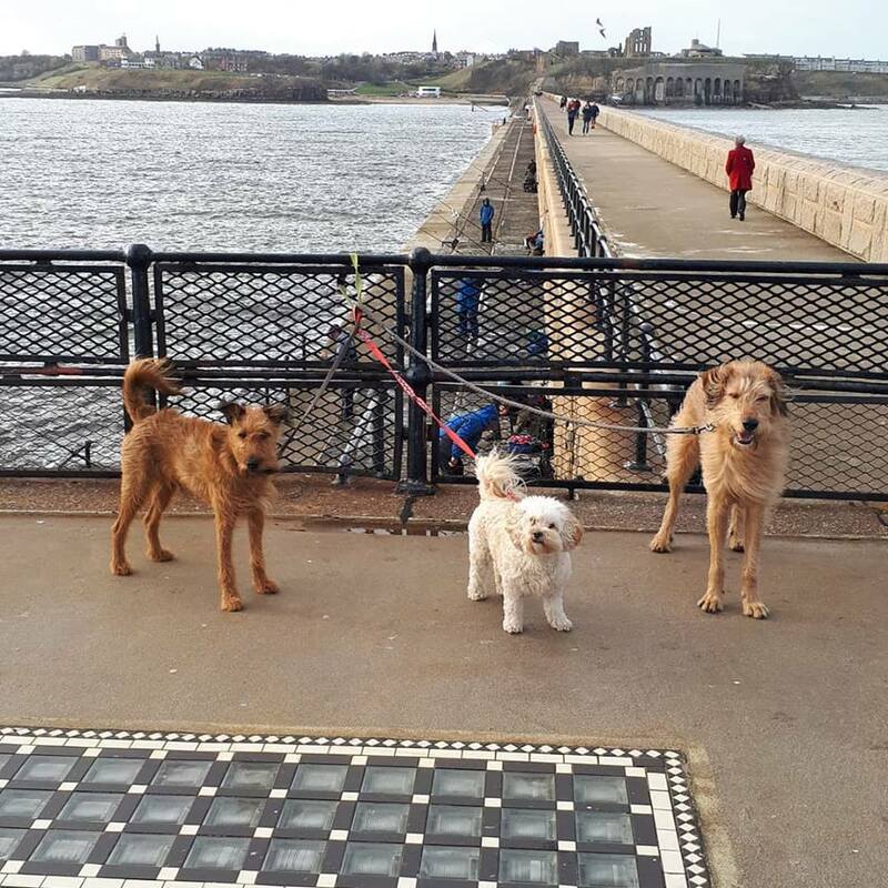 Dog walking by the lighthouse on the north pier.