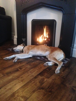 Woody by the fire.