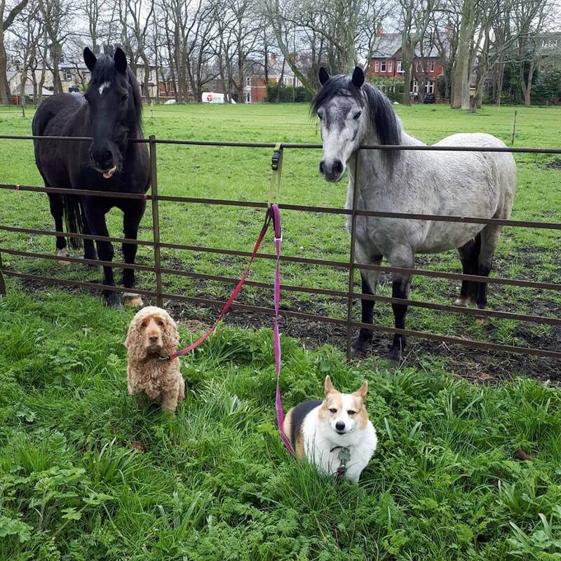 2 dogs and 2 horses.